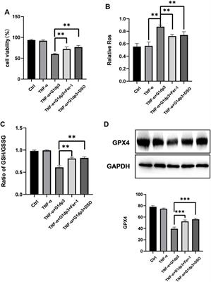 p53: A Regulator of Ferroptosis Induced by Galectin-1 Derived Peptide 3 in MH7A Cells